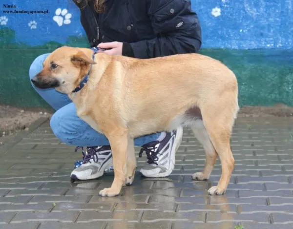 Pies do adopcji, Nowy Dwór Mazowiecki, 9 grudnia 2025 (3/4)