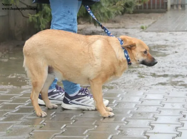 Pies do adopcji, Nowy Dwór Mazowiecki, 9 grudnia 2025 (4/4)