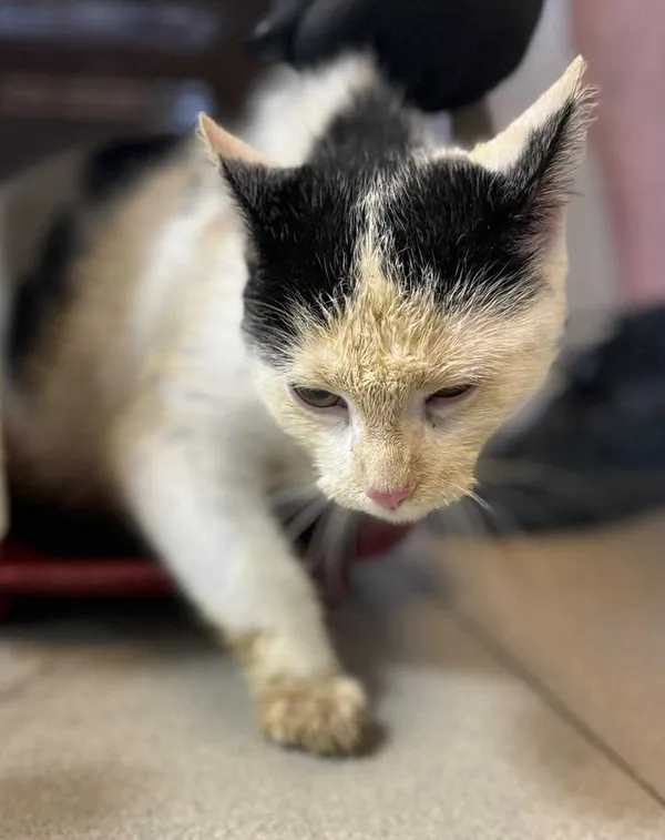 Znaleziono kota, Lublin, 9 grudnia 2025