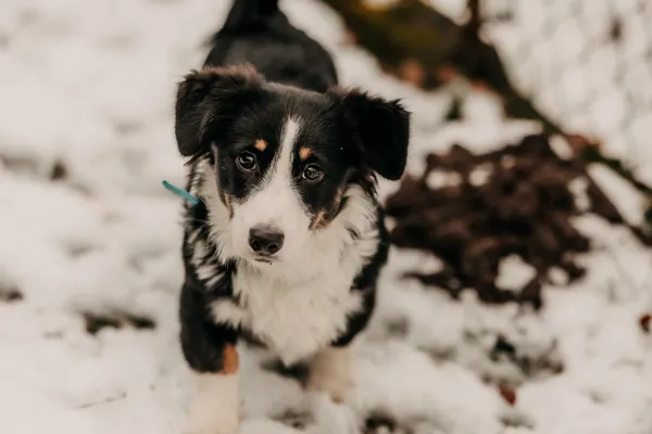 Pies do adopcji, Czartki, 9 grudnia 2025 (1/5)