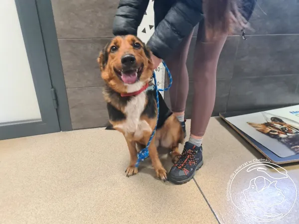 Znaleziono psa, Chełmek, 9 grudnia 2025