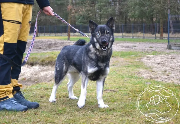 Pies do adopcji, Chełmek, 25 października 2025