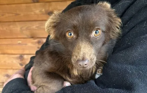 Pies do adopcji, Głowno, 9 grudnia 2025 (2/3)