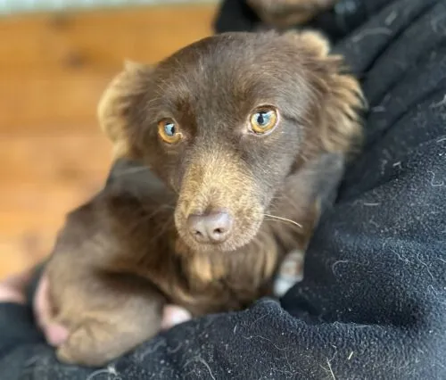 Pies do adopcji, Głowno, 9 grudnia 2025 (3/3)