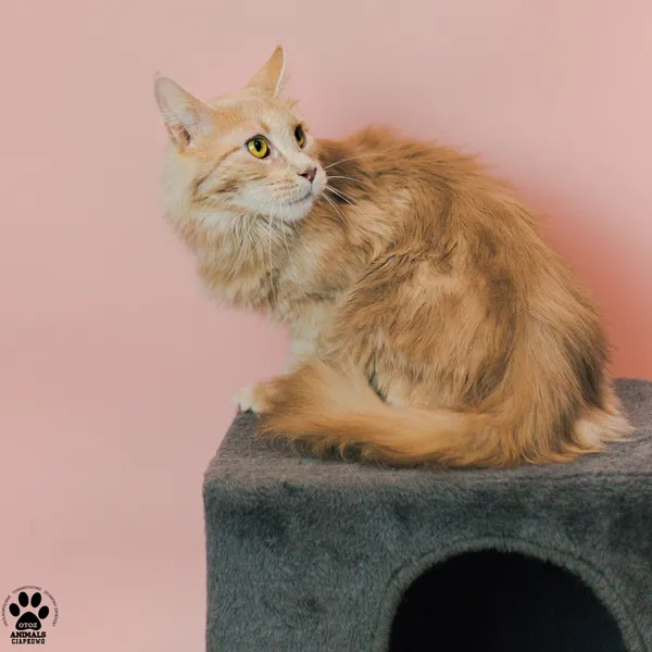 Kot do adopcji, Gdynia, 9 grudnia 2025 (3/5)