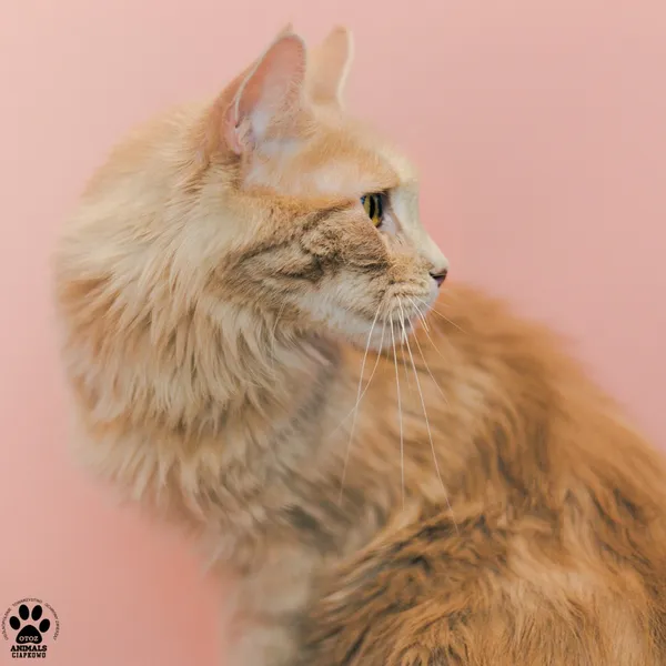 Kot do adopcji, Gdynia, 9 grudnia 2025 (4/5)