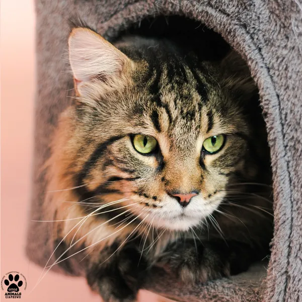 Kot do adopcji, Gdynia, 9 grudnia 2025 (3/5)