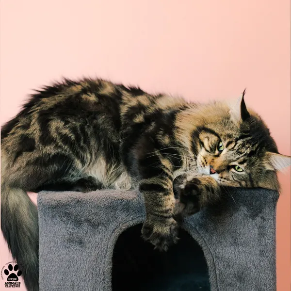 Kot do adopcji, Gdynia, 9 grudnia 2025 (4/5)