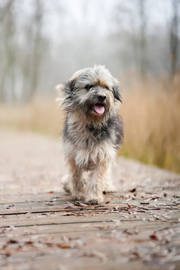 Pies do adopcji, Sosnowiec, 8 grudnia 2025 (4/5)