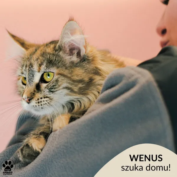 Kot do adopcji, Gdynia, 9 grudnia 2025 (1/5)