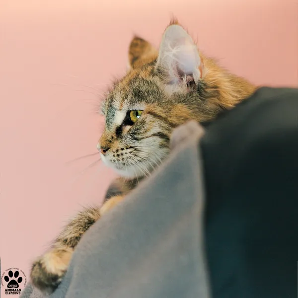 Kot do adopcji, Gdynia, 9 grudnia 2025 (3/5)