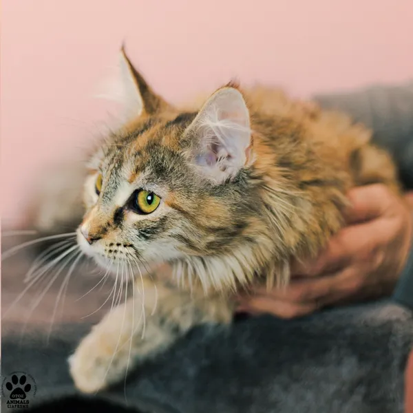 Kot do adopcji, Gdynia, 9 grudnia 2025 (4/5)