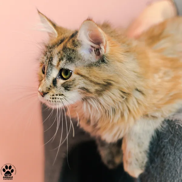 Kot do adopcji, Gdynia, 9 grudnia 2025 (5/5)