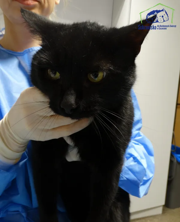 Znaleziono kota, Szczecin, 9 grudnia 2025 (2/2)