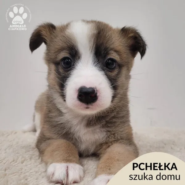 Znaleziono psa, Gdynia, 2 stycznia 2026 (1/5)