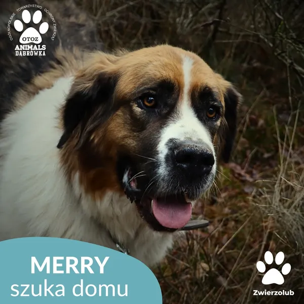 Pies do adopcji, Dąbrówka, 10 grudnia 2025 (1/4)