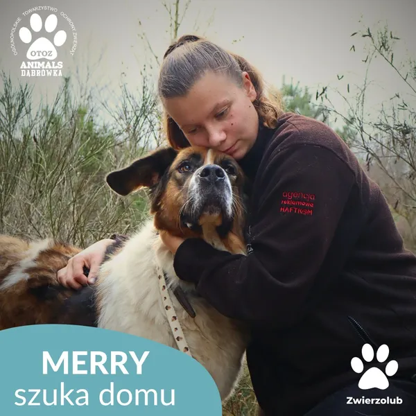 Pies do adopcji, Dąbrówka, 10 grudnia 2025 (2/4)