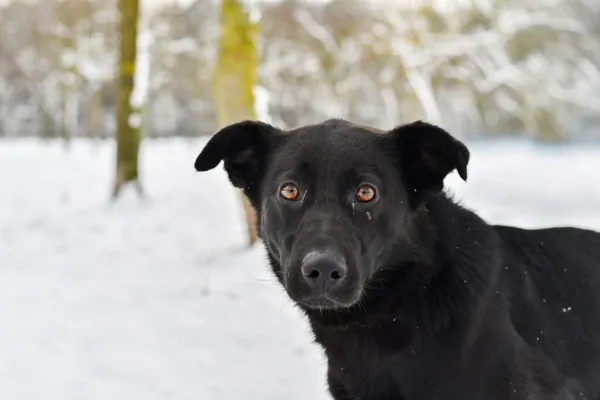 Pies do adopcji, Radom, 9 grudnia 2025 (1/5)