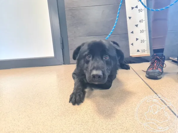 Znaleziono psa, Chełmek, 6 grudnia 2025