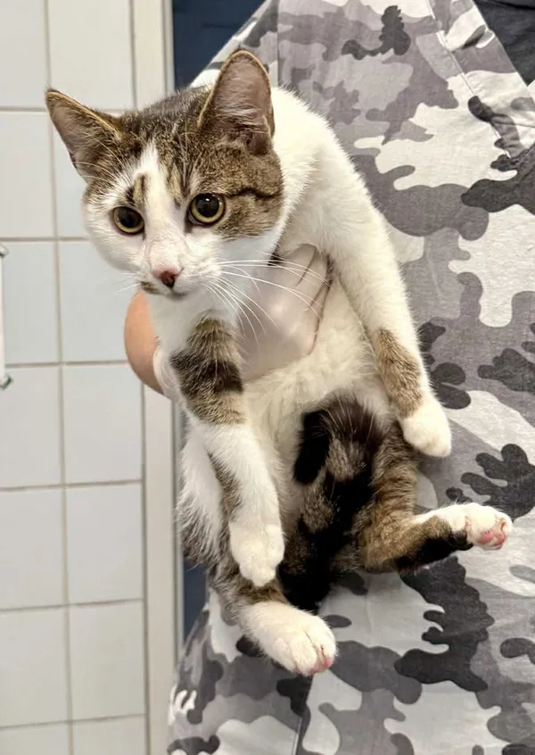 Znaleziono kota, Lublin, 10 grudnia 2025