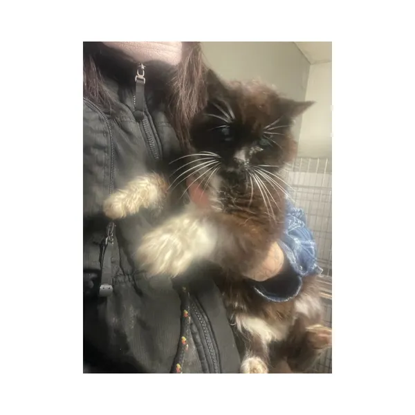 Znaleziono kota, Białystok, 8 grudnia 2025