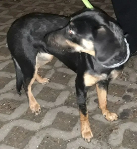 Znaleziono psa, Radom, 9 grudnia 2025