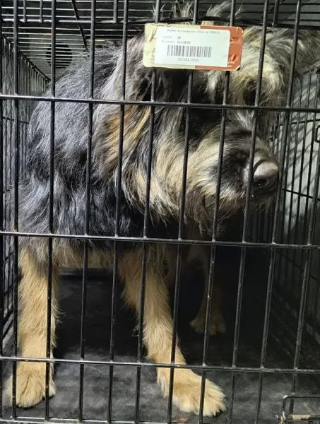 Znaleziono psa, Radom, 6 grudnia 2025