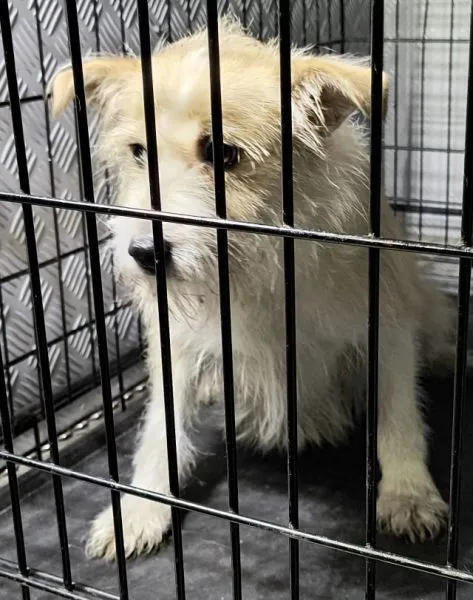 Znaleziono psa, Radom, 6 grudnia 2025