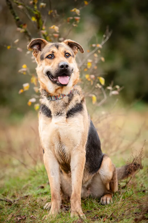 Oddam psa, Warszawa, Pelcowizna, 10 grudnia 2025 (5/5)