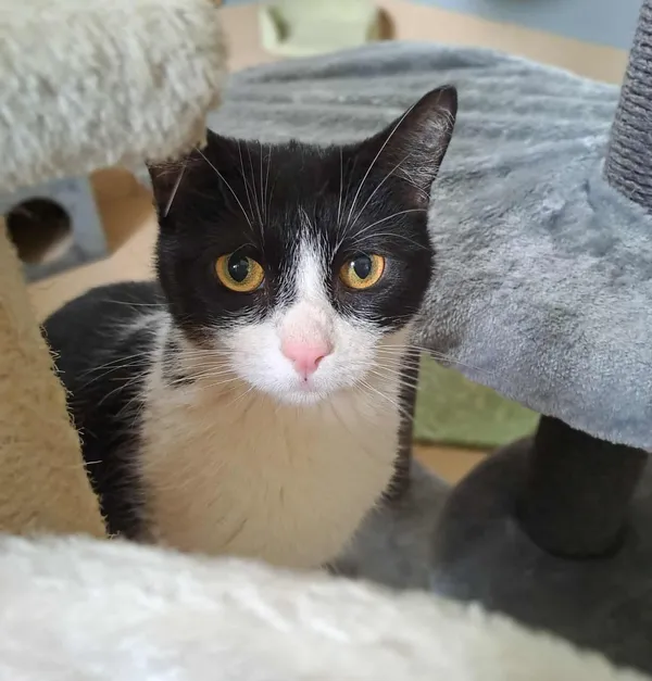 Kot do adopcji, Olsztyn, 21 stycznia 2025 (1/2)