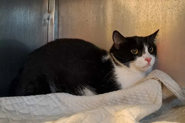 Kot do adopcji, Olsztyn, 21 stycznia 2025 (2/2)