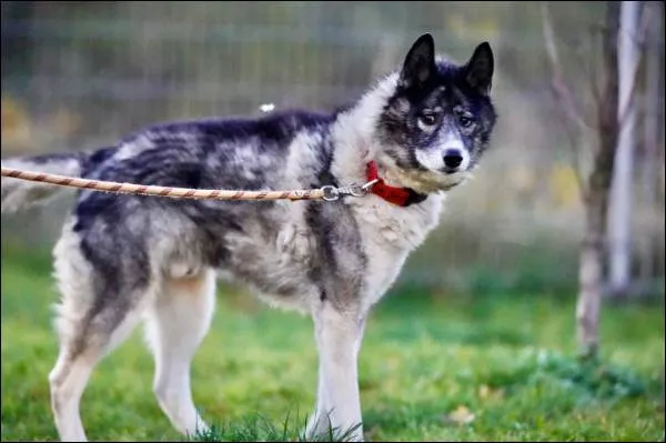 Znaleziono psa, Grudziądz, 2 sierpnia 2025