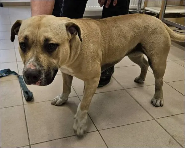 Znaleziono psa, Grudziądz, 9 grudnia 2025