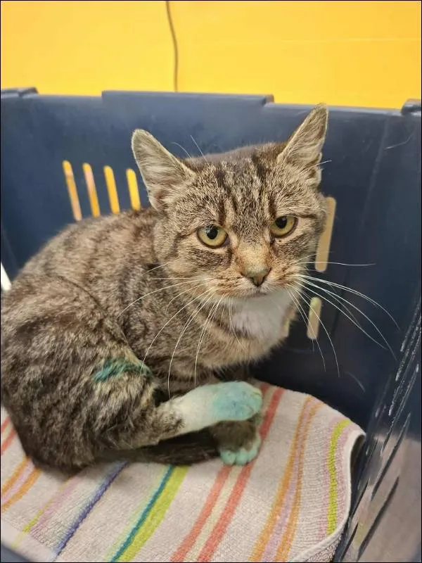 Znaleziono kota, Grudziądz, 5 grudnia 2025