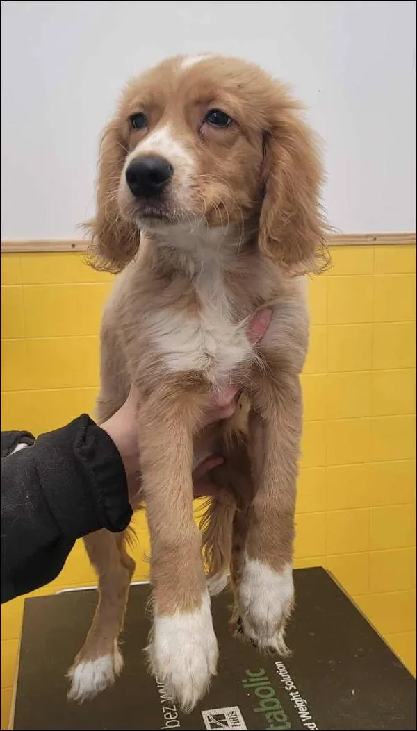 Znaleziono psa, Grudziądz, 8 grudnia 2025