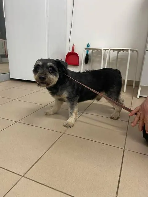 Znaleziono psa, Grudziądz, 8 grudnia 2025