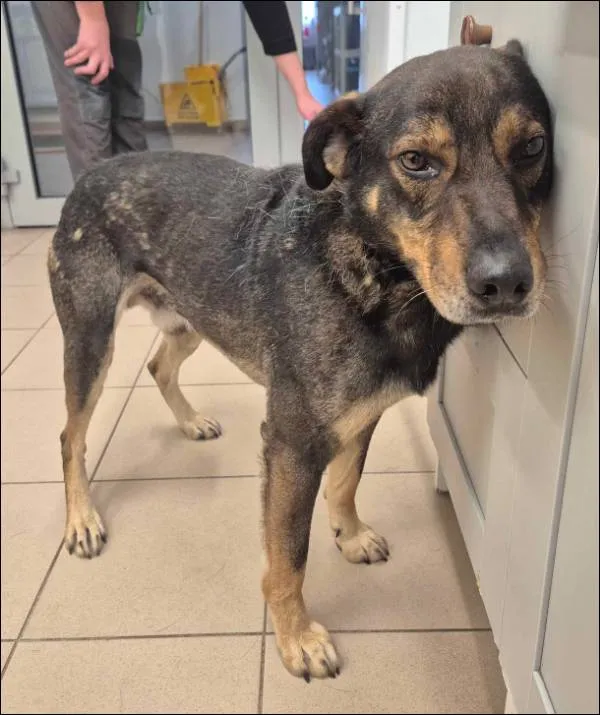 Znaleziono psa, Grudziądz, 4 grudnia 2025