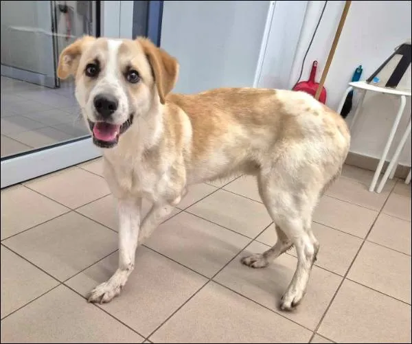 Znaleziono psa, Grudziądz, 9 grudnia 2025