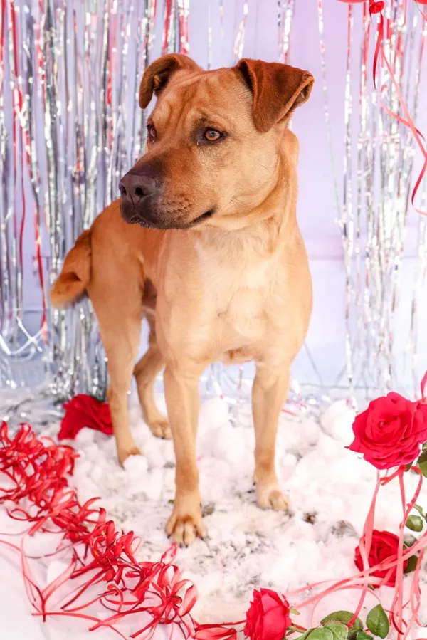 Pies do adopcji, Henrykowo, 13 listopada 2024 (5/5)