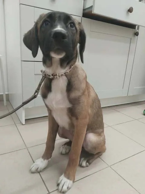 Znaleziono psa, Grudziądz, 8 grudnia 2025