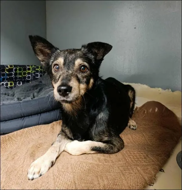 Znaleziono psa, Grudziądz, 15 listopada 2025