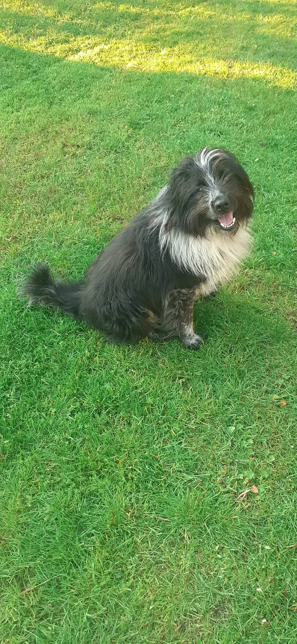 Zaginął pies, Rakówiec, 11 grudnia 2025 (1/2)