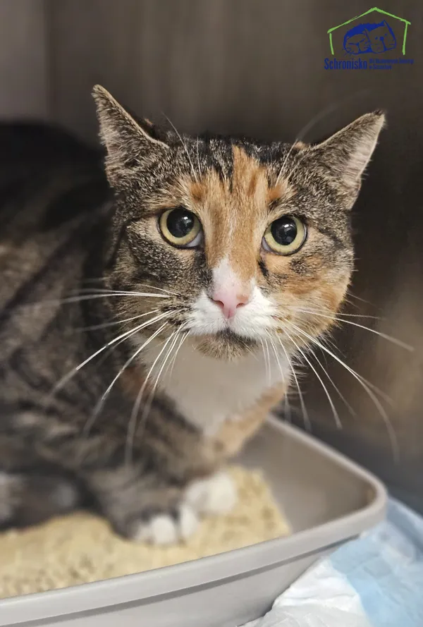 Znaleziono kota, Szczecin, 9 grudnia 2025