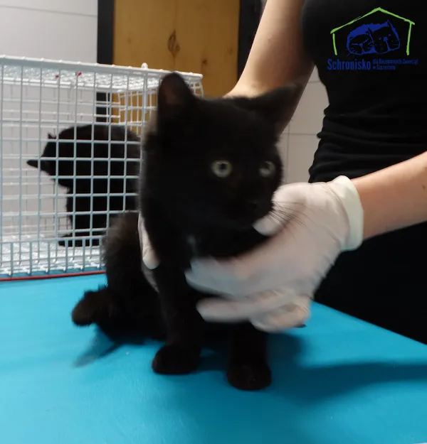 Znaleziono kota, Szczecin, 9 grudnia 2025