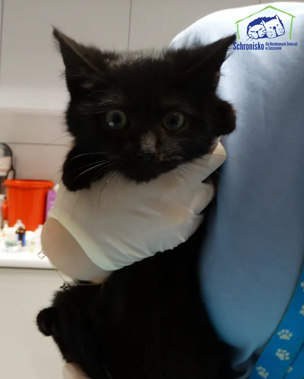 Znaleziono kota, Szczecin, 9 grudnia 2025