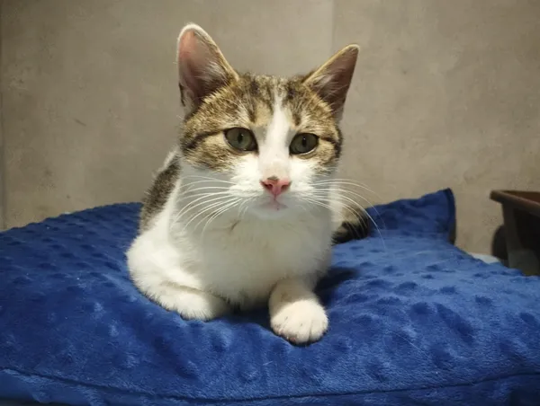 Znaleziono kota, Sosnowiec, 6 grudnia 2025 (2/2)