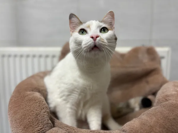 Znaleziono kota, Sosnowiec, 2 grudnia 2025 (1/2)