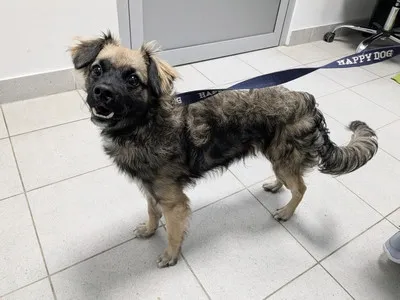 Pies do adopcji, Kraków, 26 listopada 2025