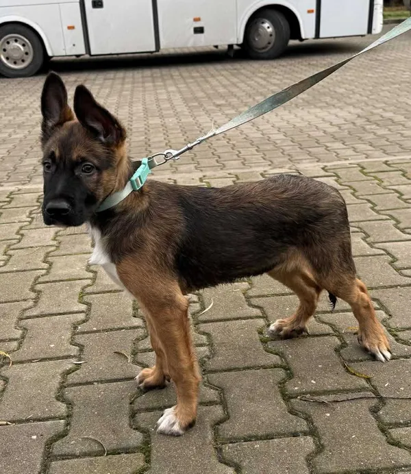 Znaleziono psa, Lublin, 10 grudnia 2025