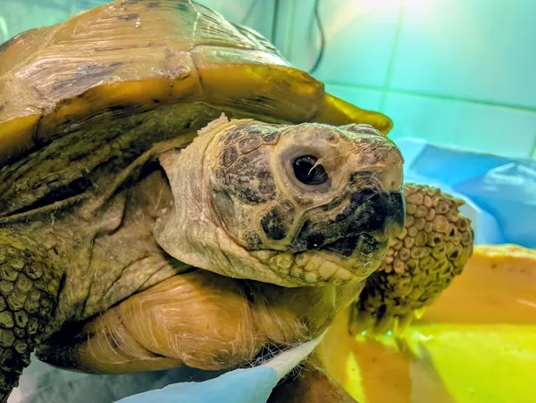 Znaleziono zwierzę, Lublin, 4 grudnia 2025